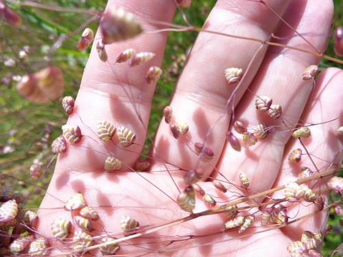Kiškio ašarėlės nuotrauka