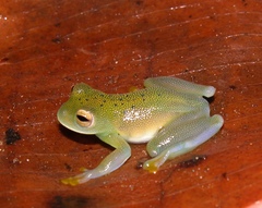 Cochranella granulosa