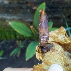 Eupanacra elegantulus