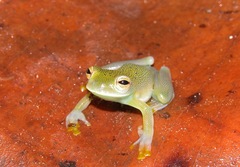 Cochranella granulosa