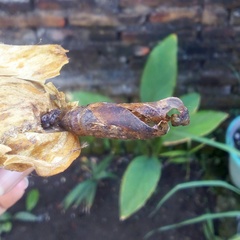 Eupanacra elegantulus