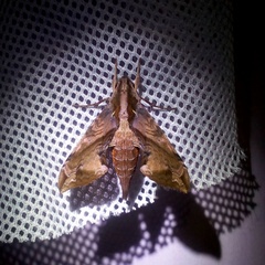 Eupanacra elegantulus