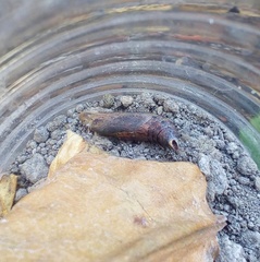 Eupanacra elegantulus