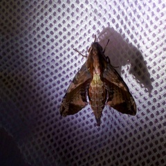 Eupanacra elegantulus