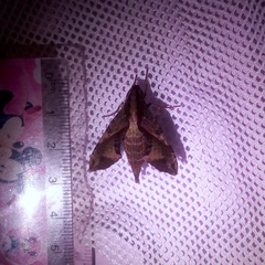 Eupanacra elegantulus