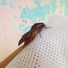 Eupanacra elegantulus