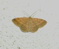 Scopula rubiginata