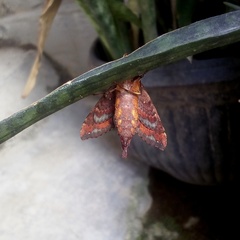 Eupanacra elegantulus