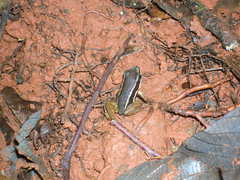 Silverstoneia flotator