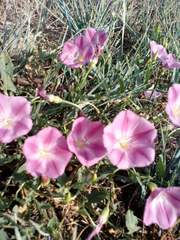 Convolvulus chinensis