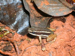 Silverstoneia flotator