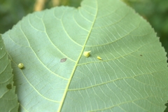 Caryomyia sanguinolenta