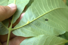 Caryomyia sanguinolenta