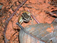 Silverstoneia flotator