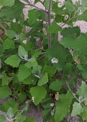 Chrysoesthia sexguttella