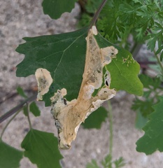 Chrysoesthia sexguttella