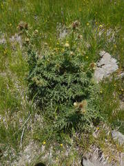 Cirsium bertolonii