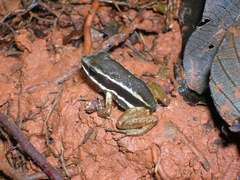 Silverstoneia flotator