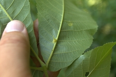 Caryomyia sanguinolenta