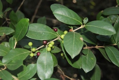 Tricalysia sonderiana
