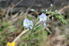 Veronica gentianoides