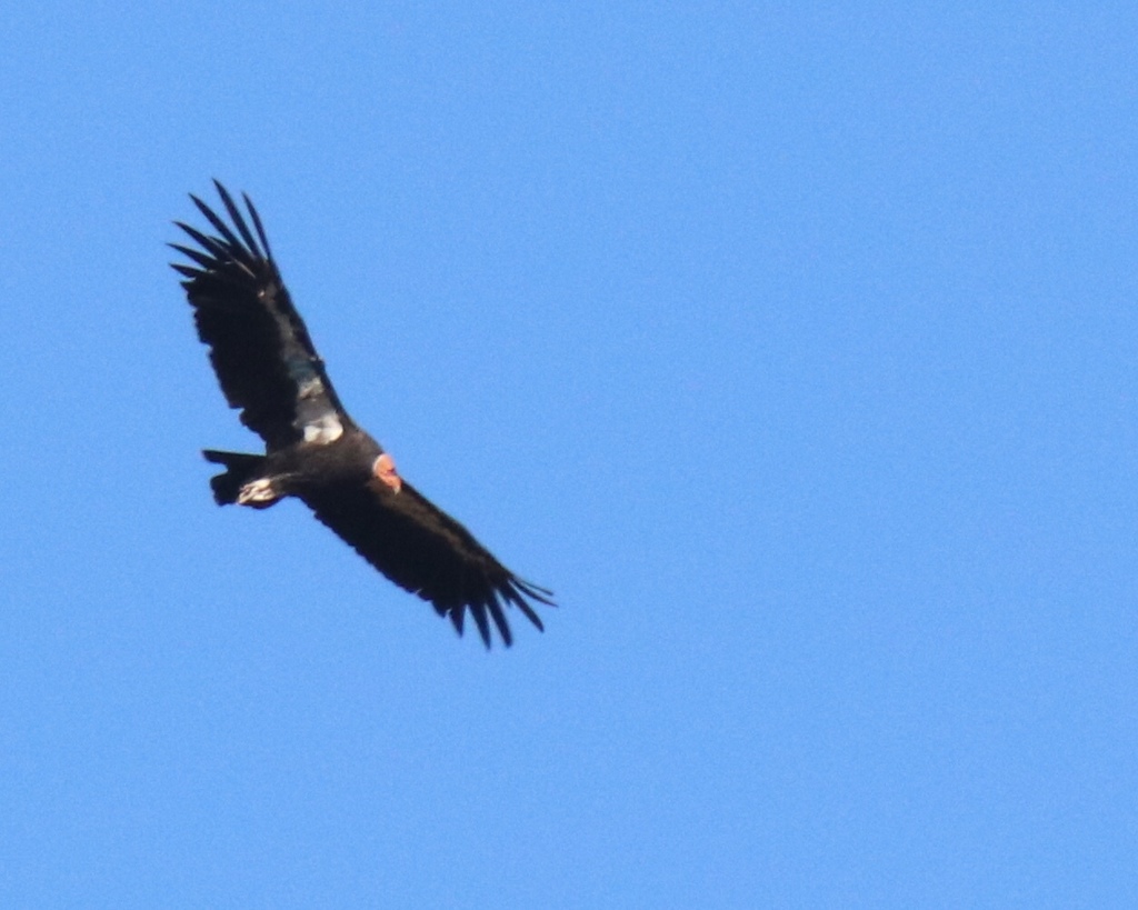 California Condor in July 2020 by steinhardt · iNaturalist