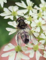 Leucozona laternaria