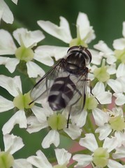 Leucozona laternaria