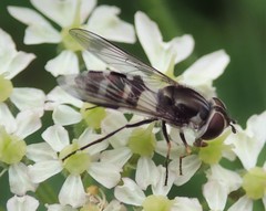 Leucozona laternaria