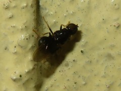 Pachygaster atra