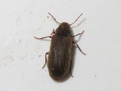 Anobium punctatum