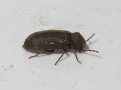 Anobium punctatum