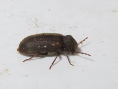 Anobium punctatum