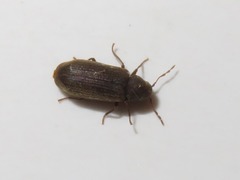 Anobium punctatum