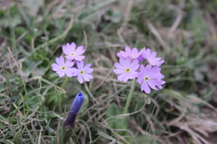 Primula algida