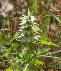 Monarda punctata punctata
