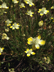 Platystemon californicus