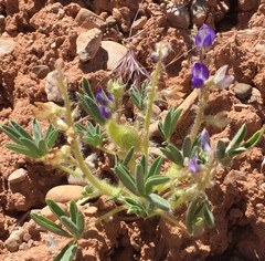 Lupinus pusillus