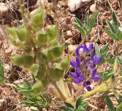 Lupinus pusillus