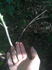 Phanocloidea muricata