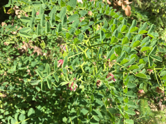 Hosackia crassifolia crassifolia