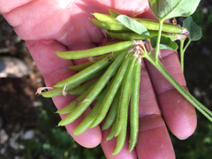Hosackia crassifolia crassifolia