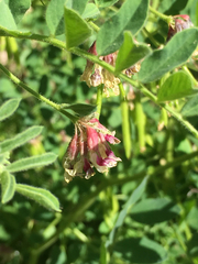 Hosackia crassifolia crassifolia