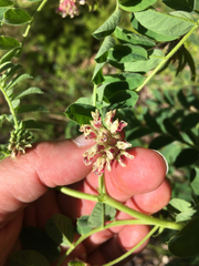 Hosackia crassifolia crassifolia