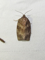 Choristoneura conflictana