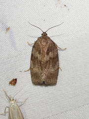 Choristoneura conflictana