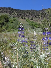 Lupinus caudatus