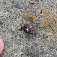 Nascio vetusta