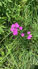 Phlox glaberrima interior