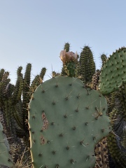 Opuntia clarkiorum